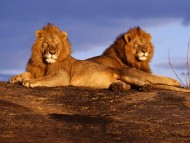 Lions / HQ Animals 