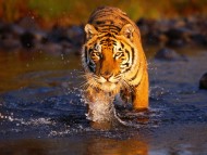 Tigers / Animals