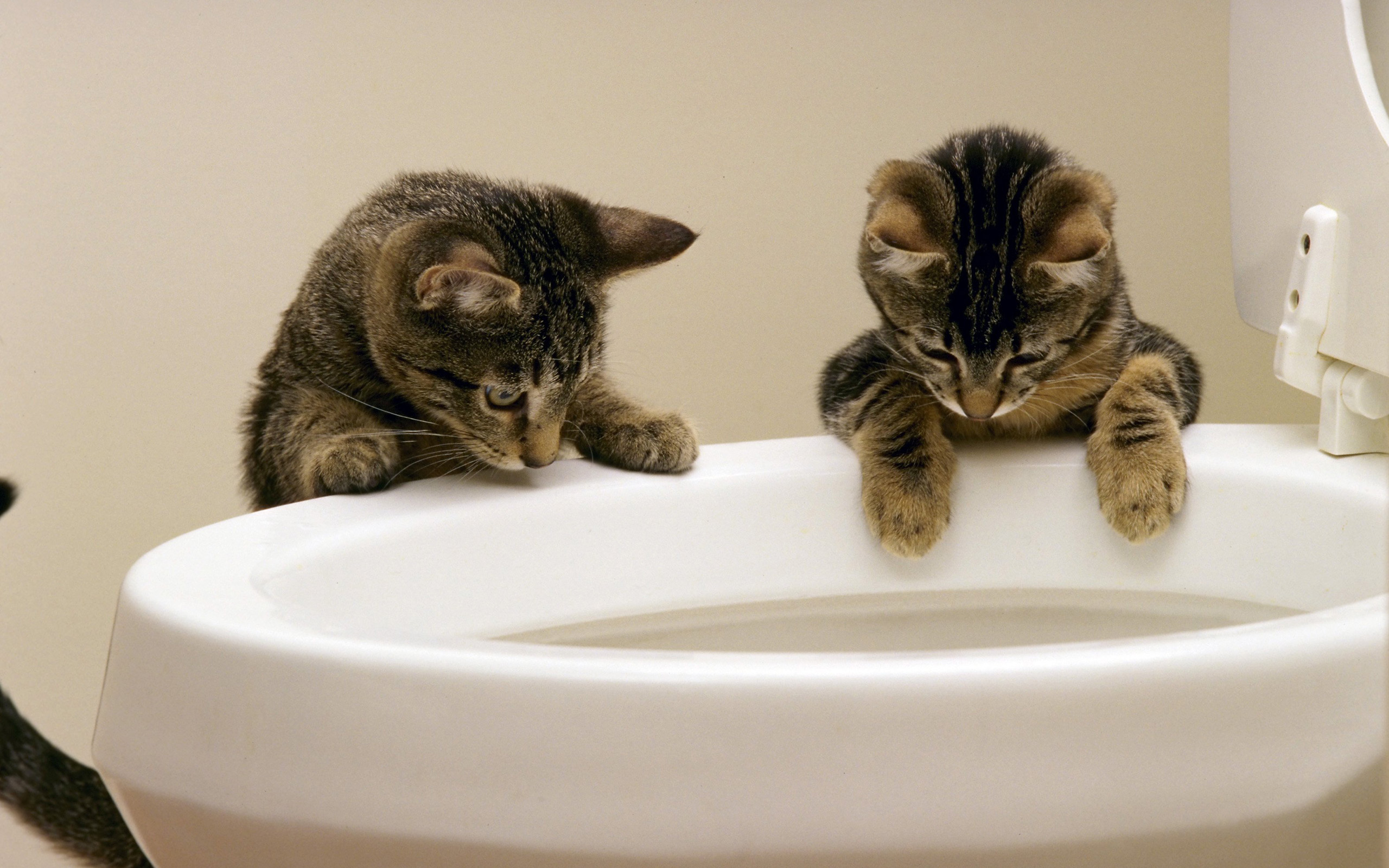 Download HQ toilet sink, bowl Cats wallpaper / 2560x1600