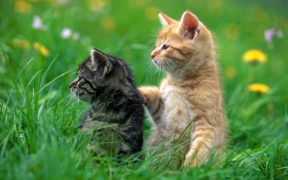 Free Send to Mobile Phone Cats Animals wallpaper num.399