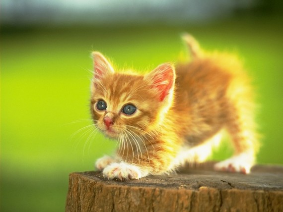 Free Send to Mobile Phone Cats Animals wallpaper num.339
