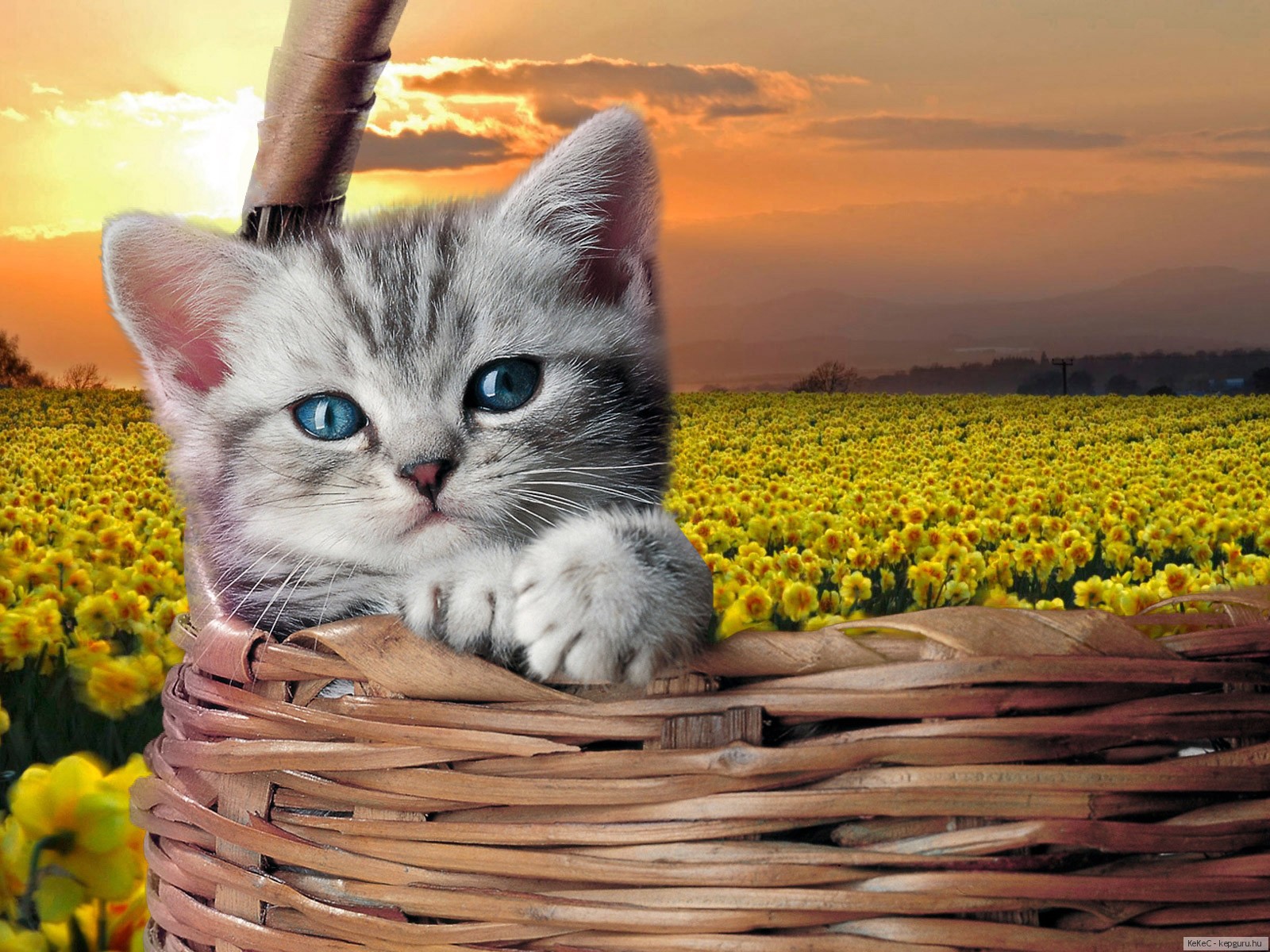 Download HQ kitten basket Cats wallpaper / 1600x1200