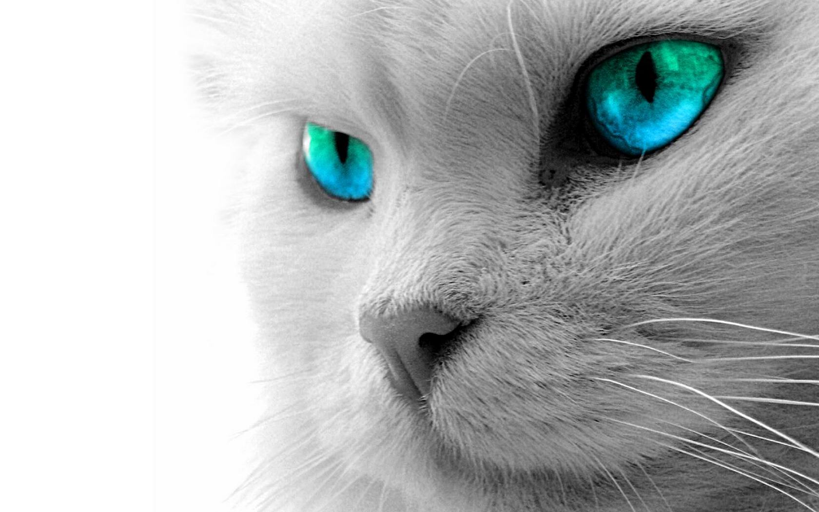 Download full size Cats wallpaper / Animals / 1680x1050