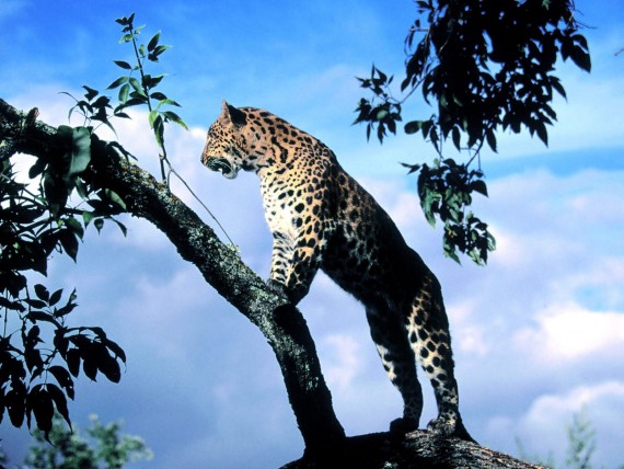 Free Send to Mobile Phone Leopards and Cheetahs Animals wallpaper num.46
