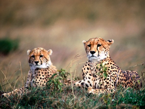 Free Send to Mobile Phone Leopards and Cheetahs Animals wallpaper num.280