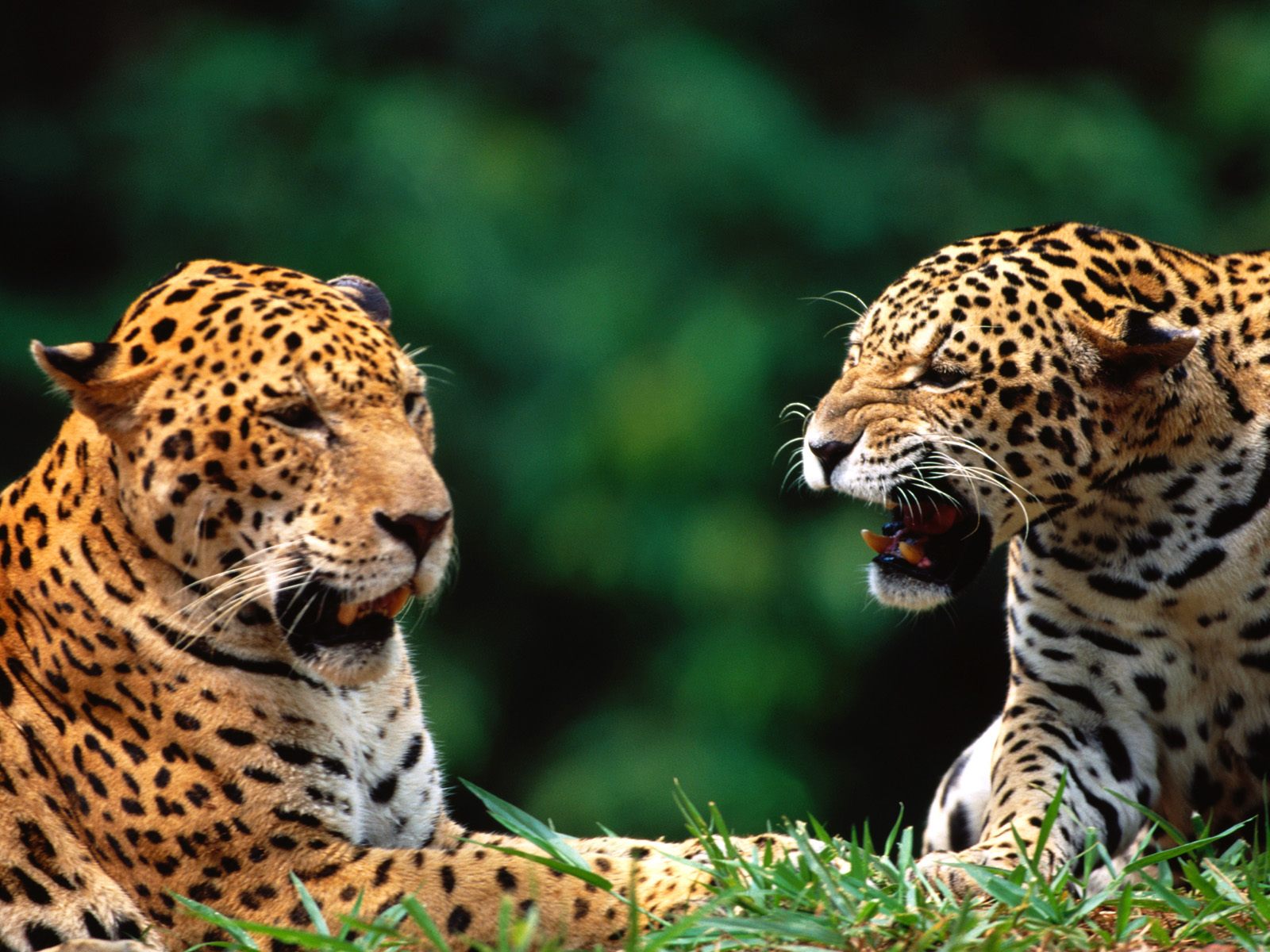 Download full size Leopards and Cheetahs wallpaper / Animals / 1600x1200