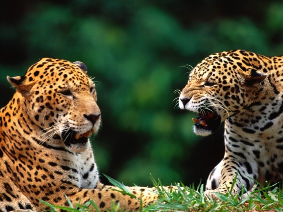 Free Send to Mobile Phone Leopards and Cheetahs Animals wallpaper num.58