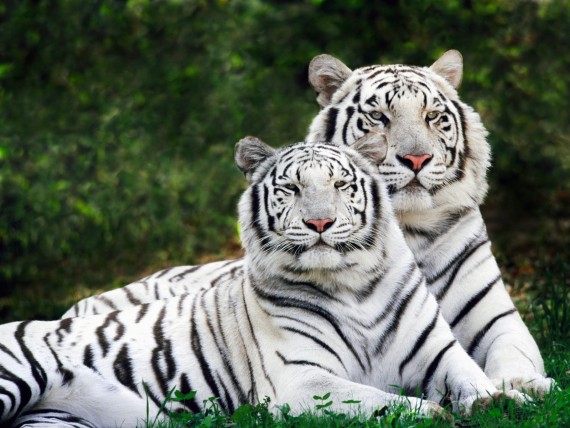 Free Send to Mobile Phone couple white tigers Tigers wallpaper num.319