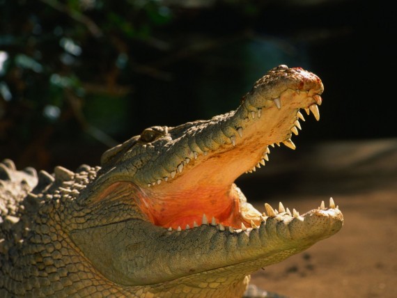 Free Send to Mobile Phone open mouth Crocodiles wallpaper num.17