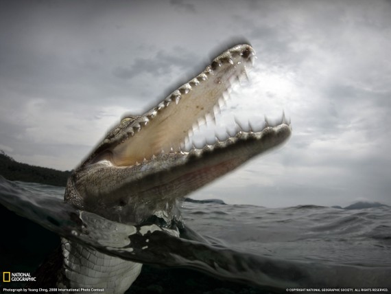 Free Send to Mobile Phone scary fall Crocodiles wallpaper num.15