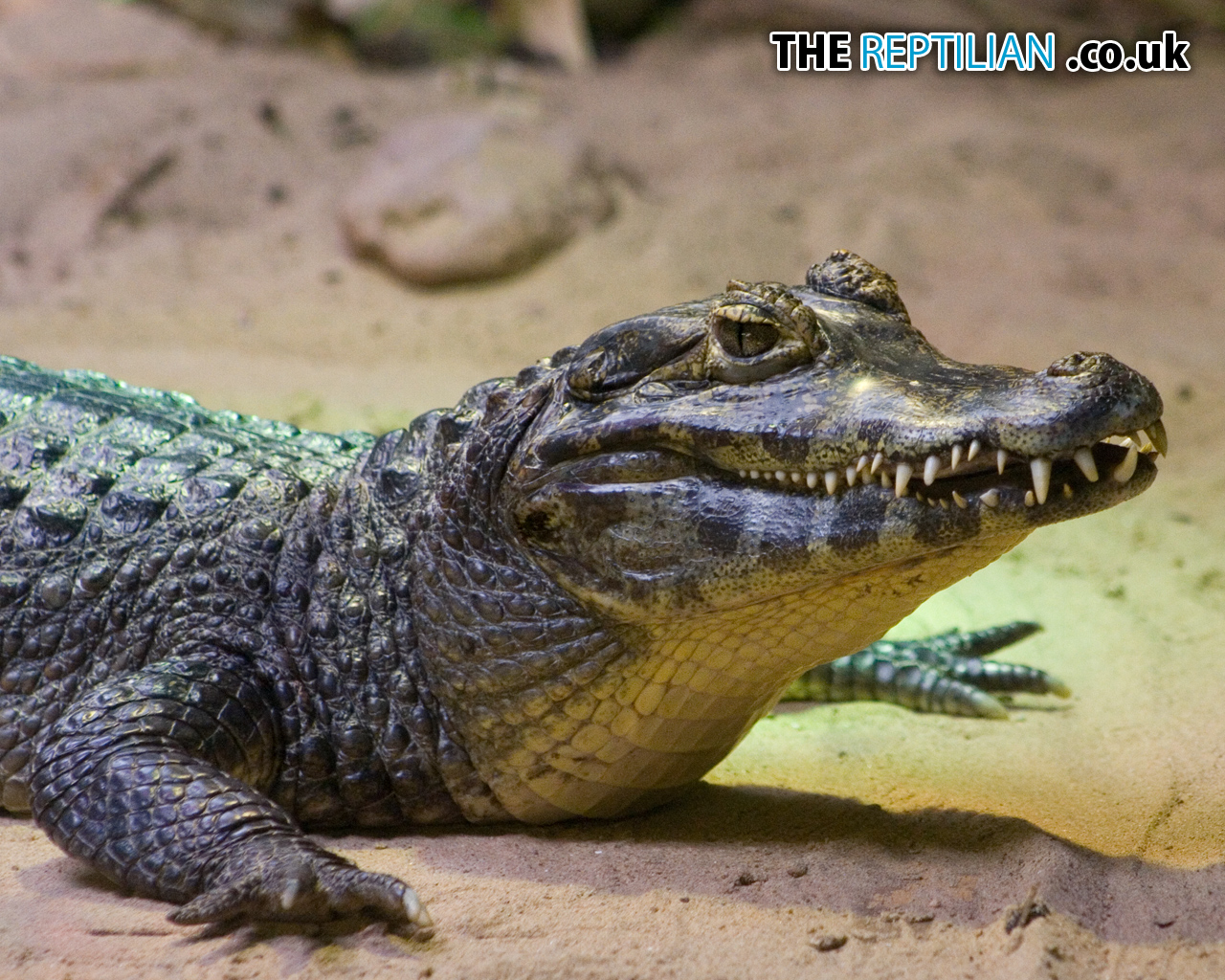 Download HQ predatory reptile Crocodiles wallpaper / 1280x1024