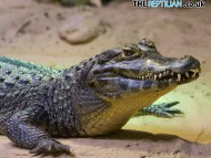 Download predatory reptile / Crocodiles
