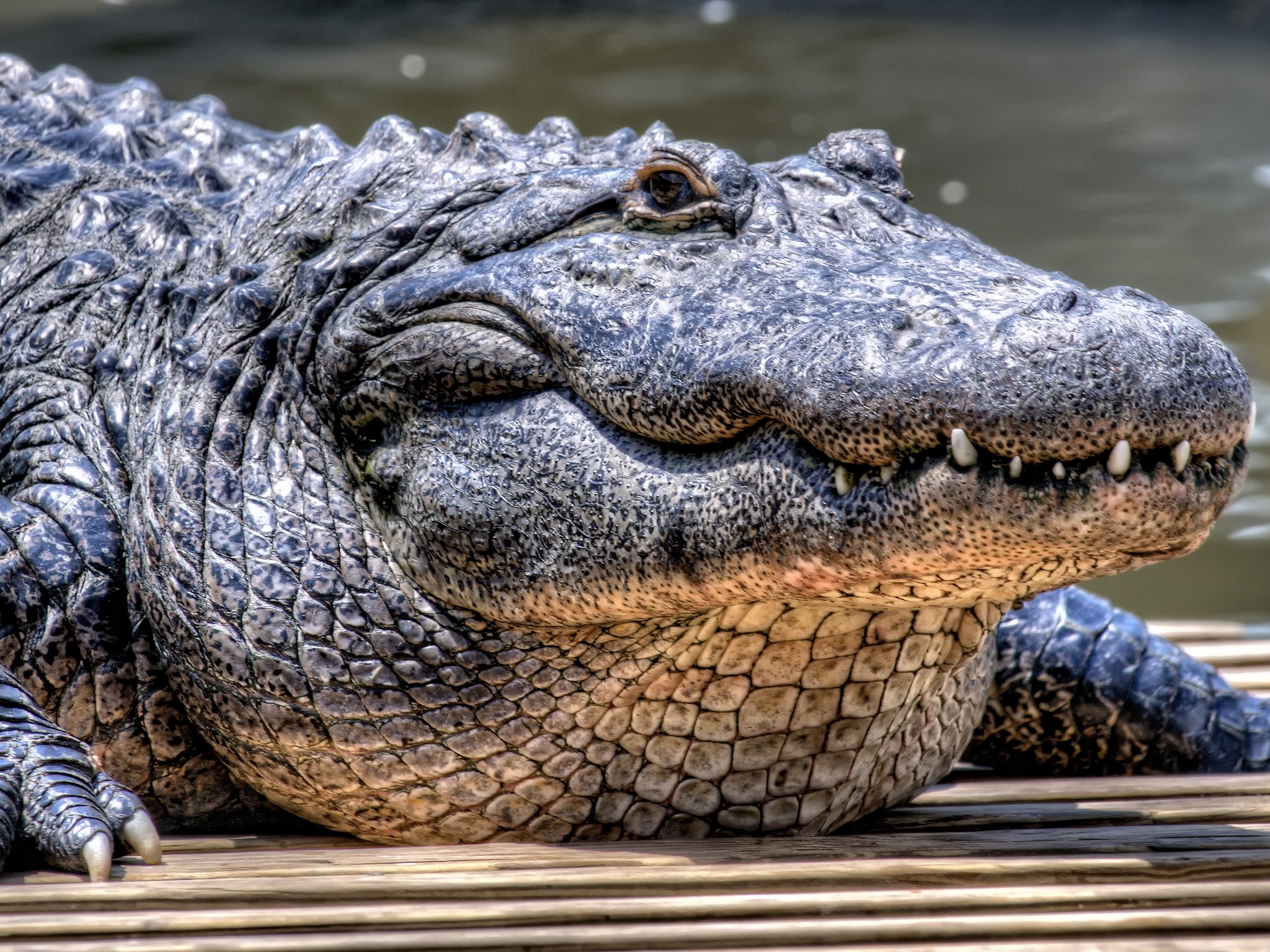 Download full size Crocodiles wallpaper / Animals / 2048x1536