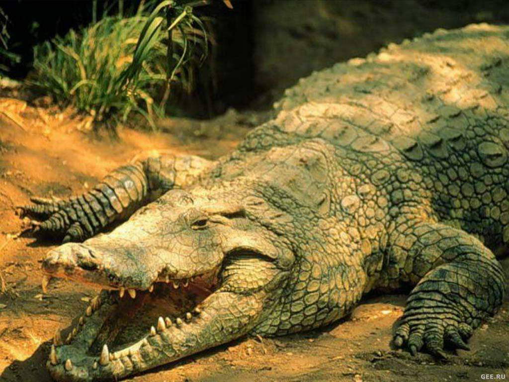 Full size Crocodiles wallpaper / Animals / 1024x768