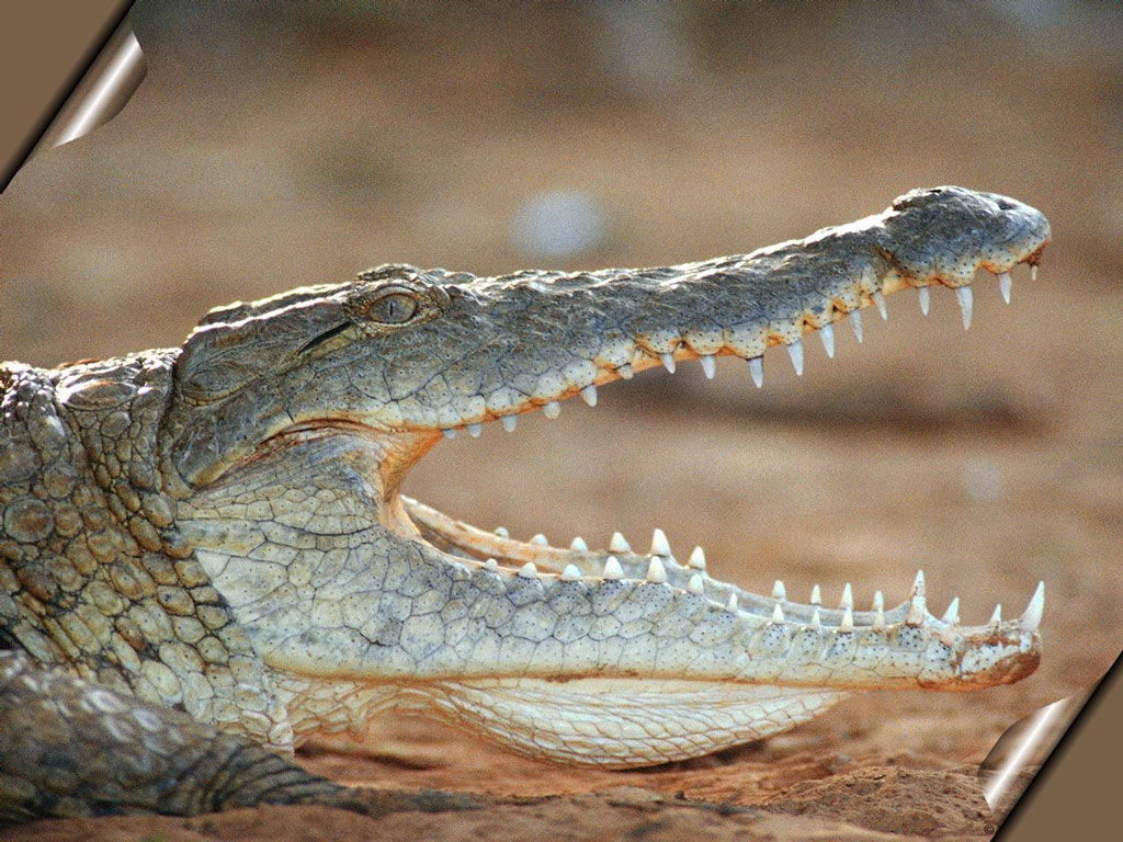 Full size predatory reptile Crocodiles wallpaper / 1024x768