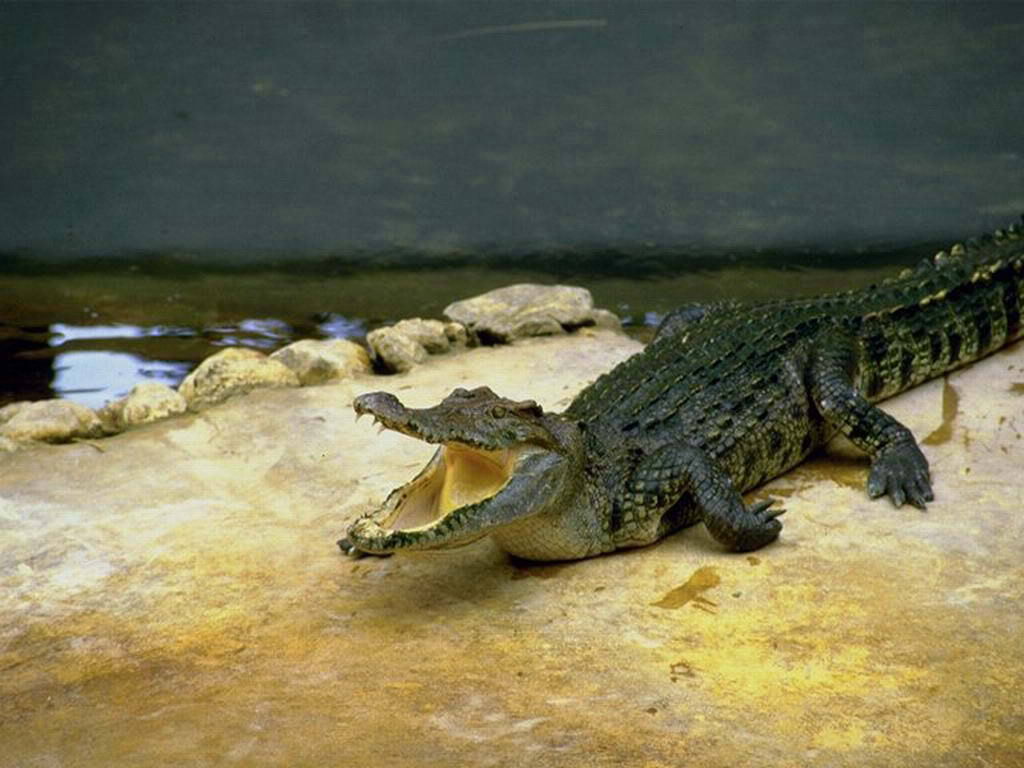 Download predatory reptile Crocodiles wallpaper / 1024x768