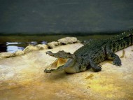 predatory reptile / Crocodiles