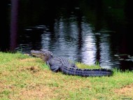 pond / Crocodiles
