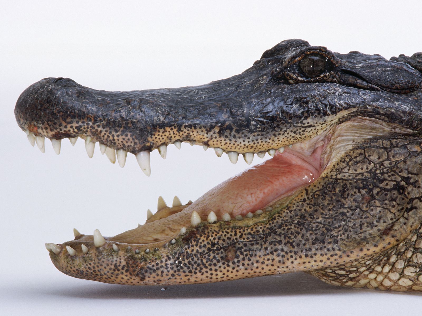 Download HQ predatory reptile Crocodiles wallpaper / 1600x1200