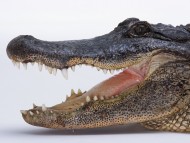 predatory reptile / Crocodiles