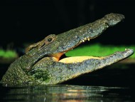 open mouth / Crocodiles