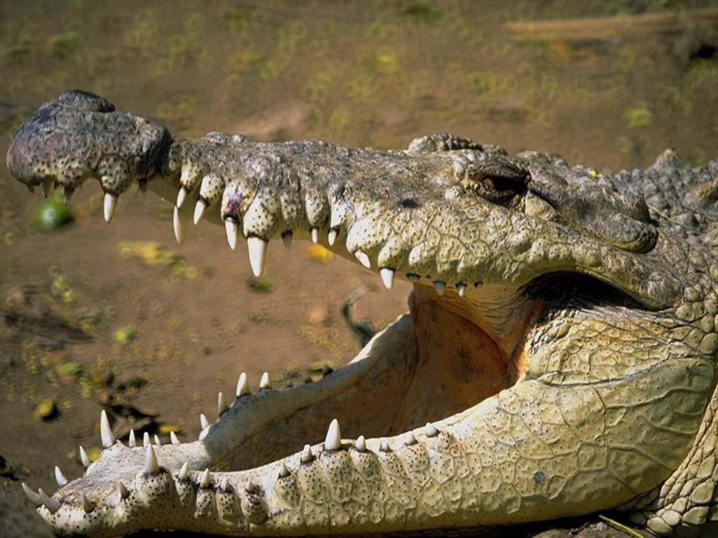 Full size open mouth Crocodiles wallpaper / 1024x768
