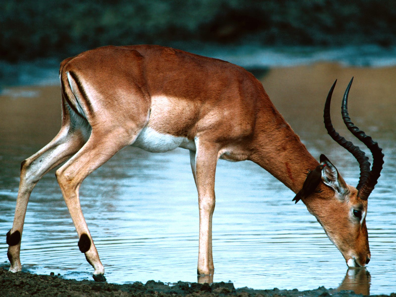 Download full size Deers wallpaper / Animals / 1600x1200