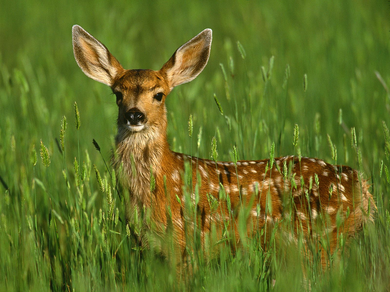 Download full size Deers wallpaper / Animals / 1600x1200