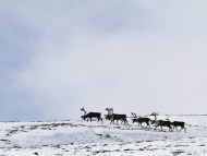 Download Deers / Animals
