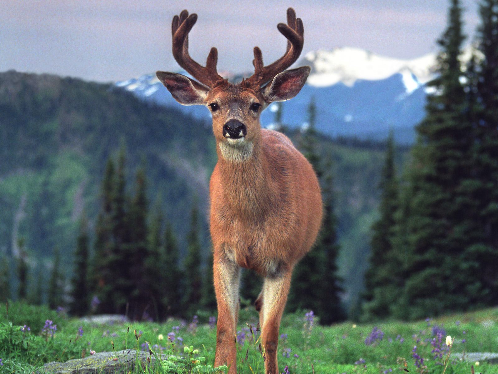 Download High quality Deers wallpaper / Animals / 1600x1200