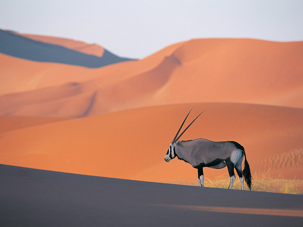 Download Oryx Antelope Deers wallpaper / 1024x768