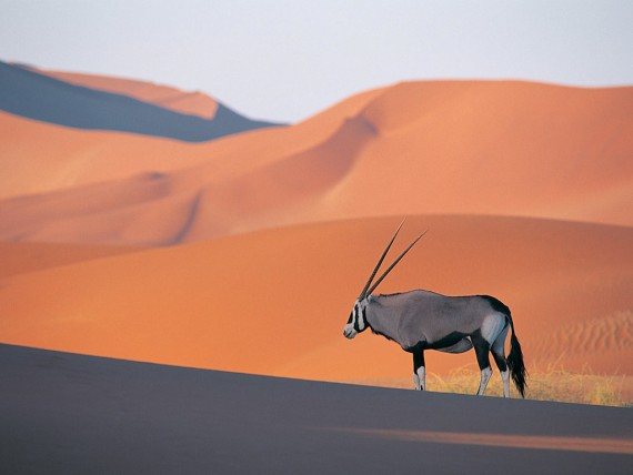 Free Send to Mobile Phone Oryx Antelope Deers wallpaper num.26