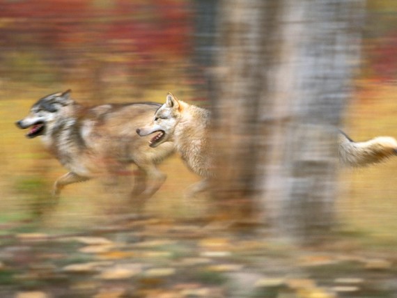 Free Send to Mobile Phone Wolfs Animals wallpaper num.148
