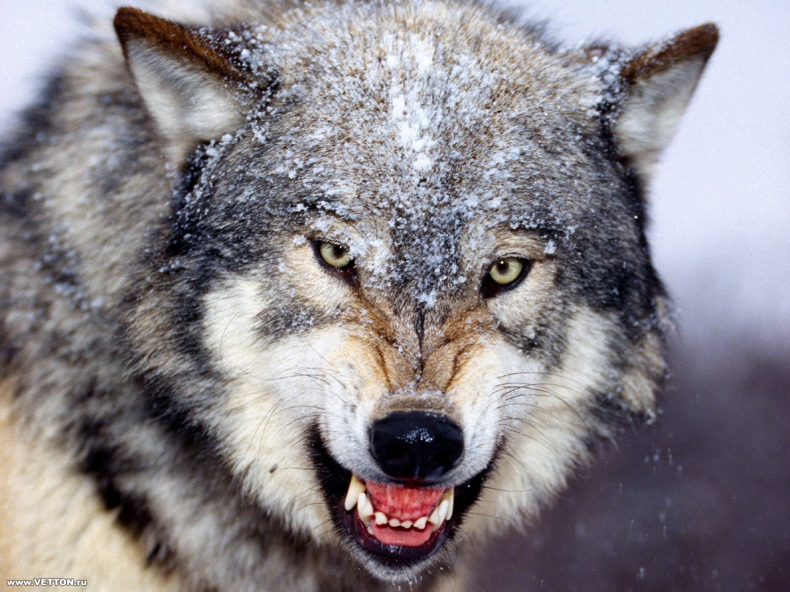 Download full size Wolfs wallpaper / Animals / 1600x1200