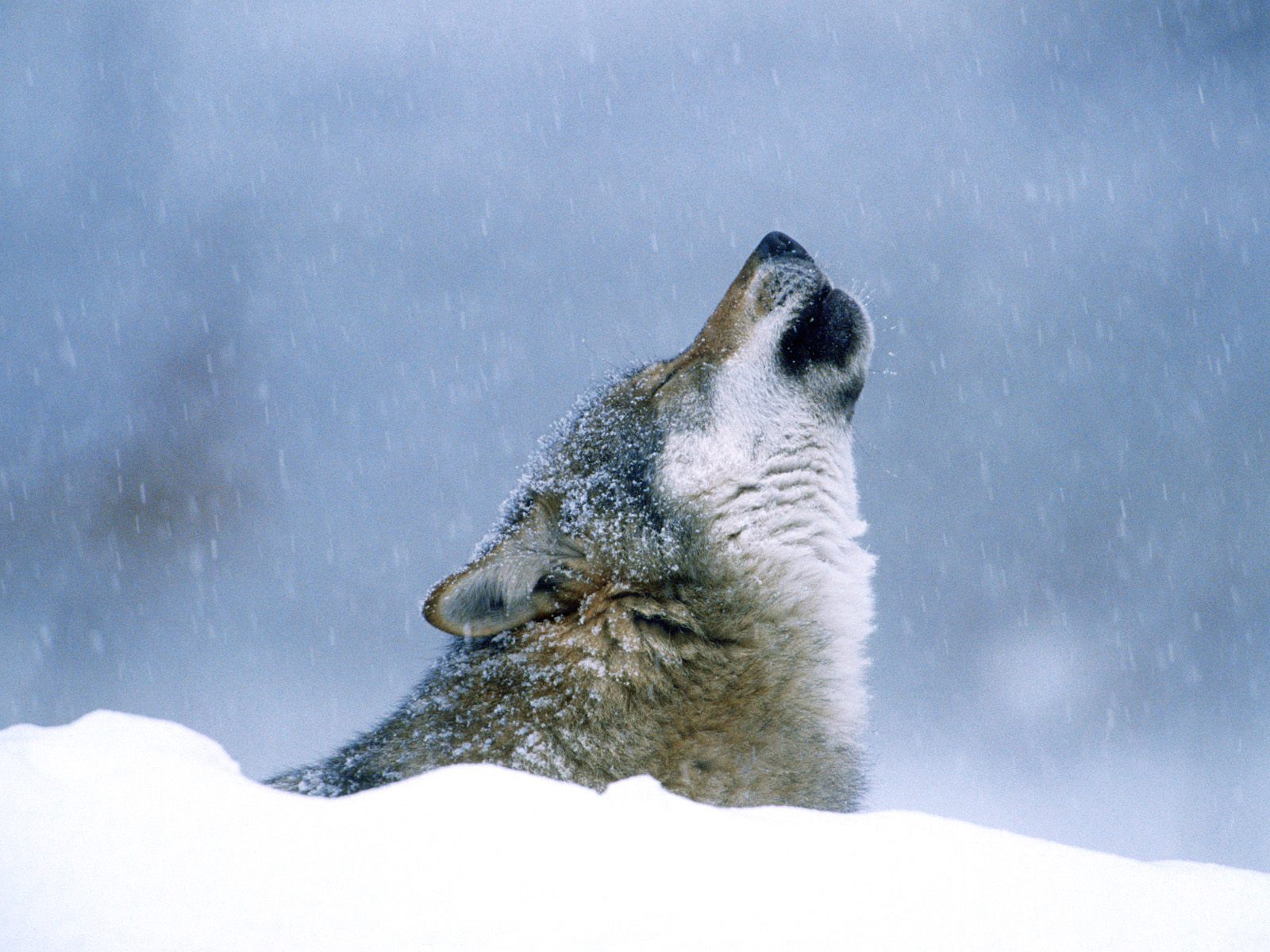 Download HQ Wolfs wallpaper / Animals / 1600x1200
