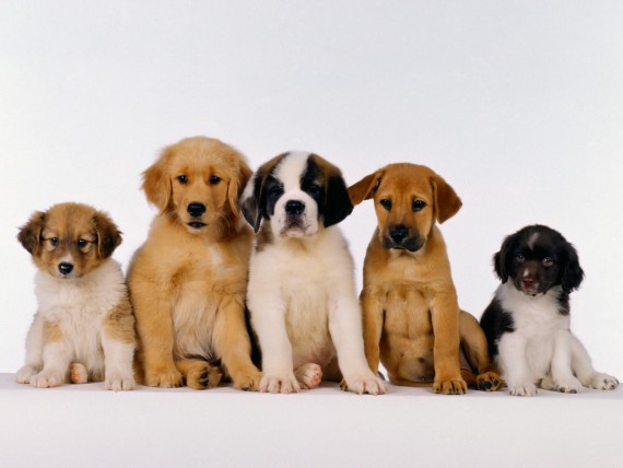 Free Send to Mobile Phone Dogs Animals wallpaper num.192