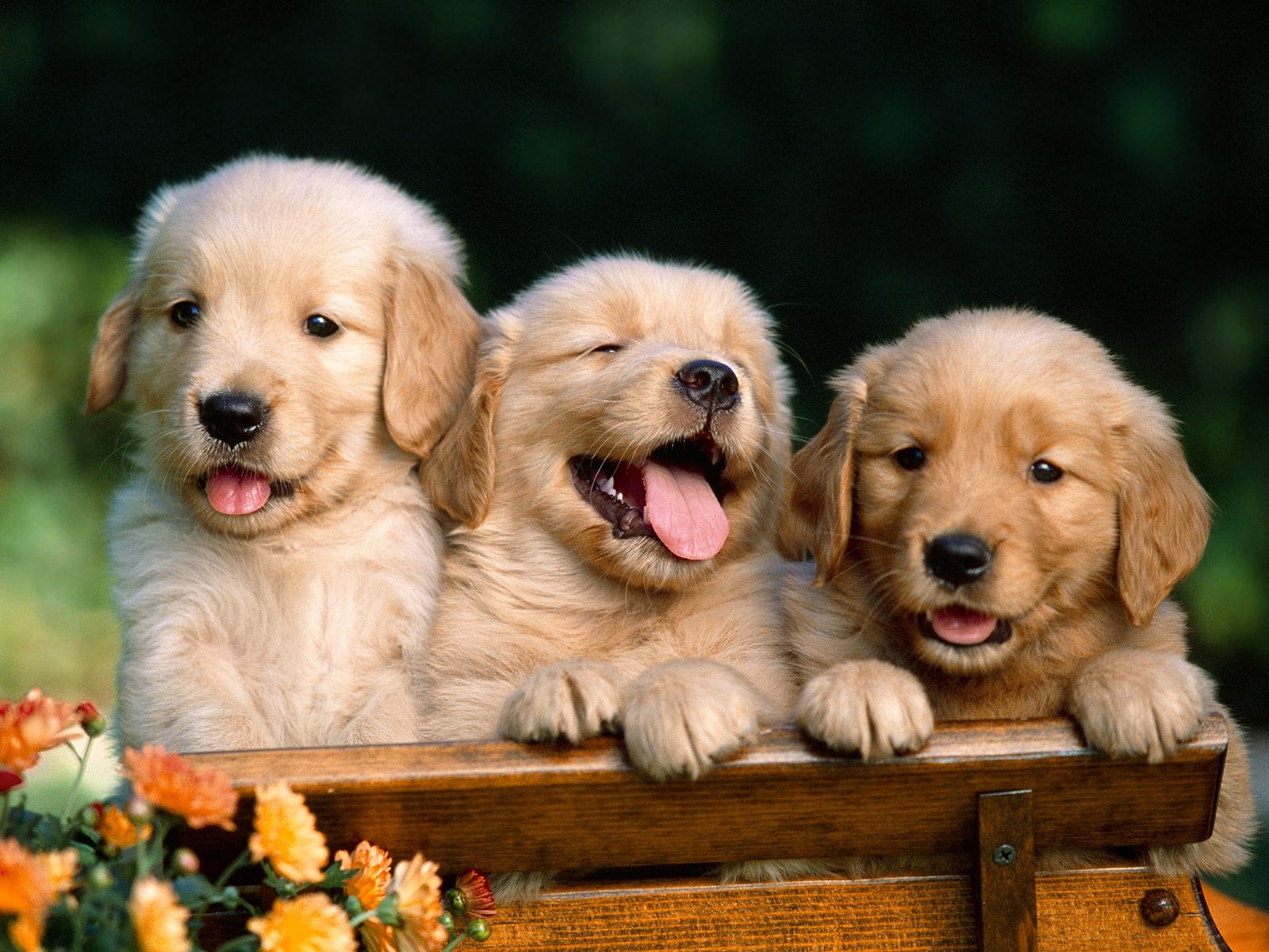 Download HQ Dogs wallpaper / Animals / 1600x1200
