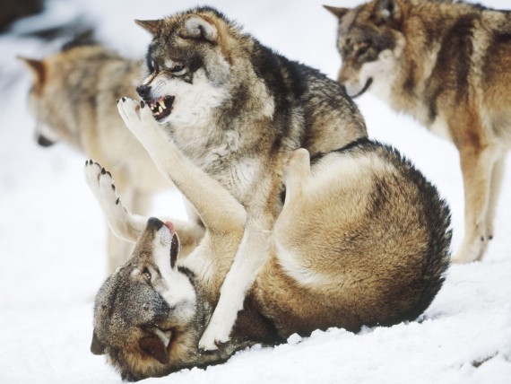 Free Send to Mobile Phone Wolfs Animals wallpaper num.80