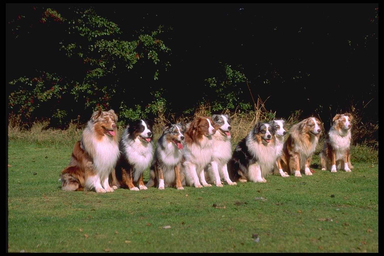 Download full size Dogs wallpaper / Animals / 1536x1024
