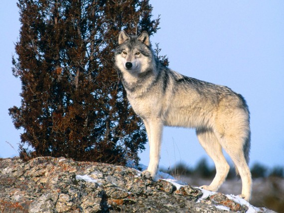 Free Send to Mobile Phone Wolfs Animals wallpaper num.237