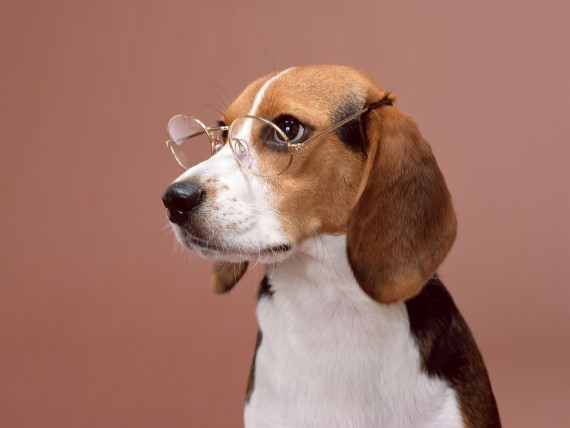 Free Send to Mobile Phone bespectacled Dogs wallpaper num.308