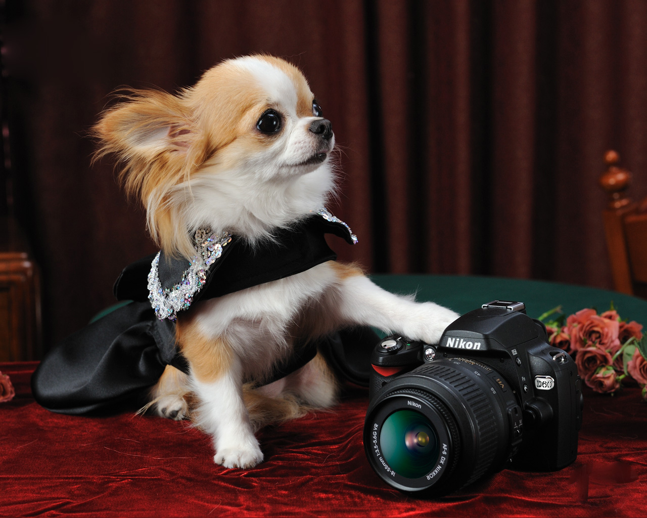 Download HQ foto Dogs wallpaper / 1280x1024