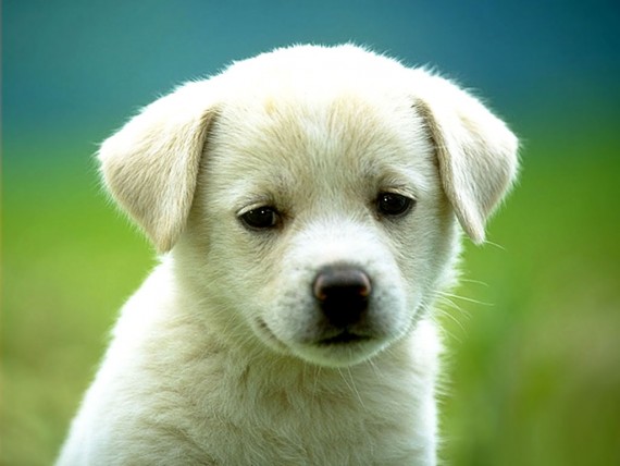 Free Send to Mobile Phone Dogs Animals wallpaper num.3
