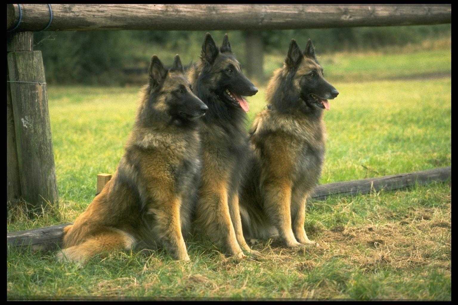Download HQ Dogs wallpaper / Animals / 1536x1024