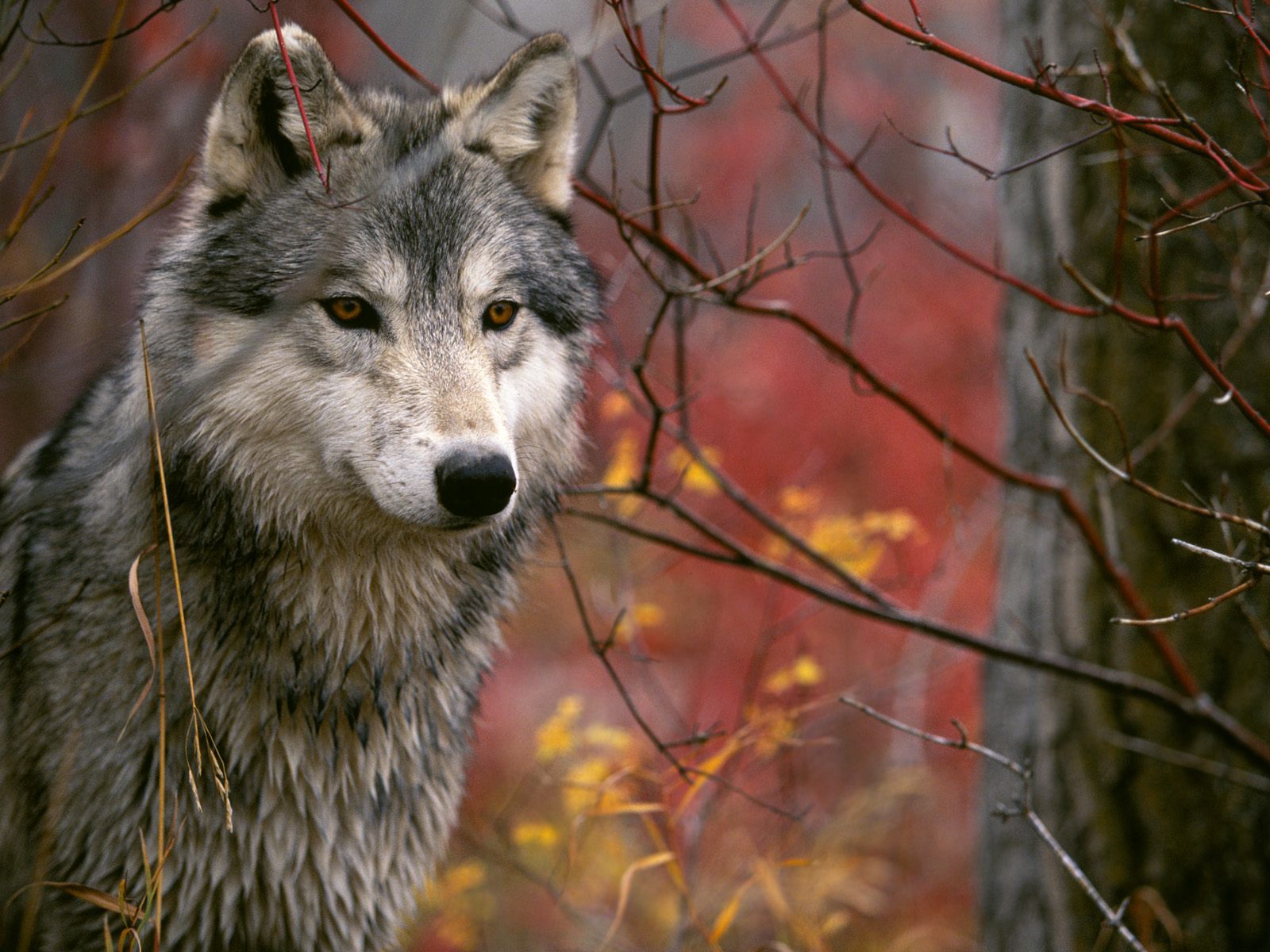 Download HQ Wolfs wallpaper / Animals / 1600x1200