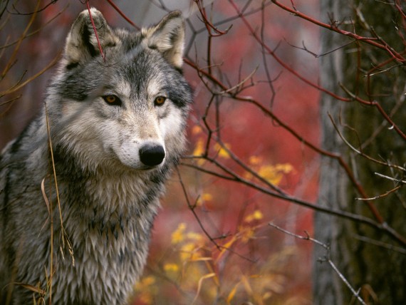 Free Send to Mobile Phone Wolfs Animals wallpaper num.236