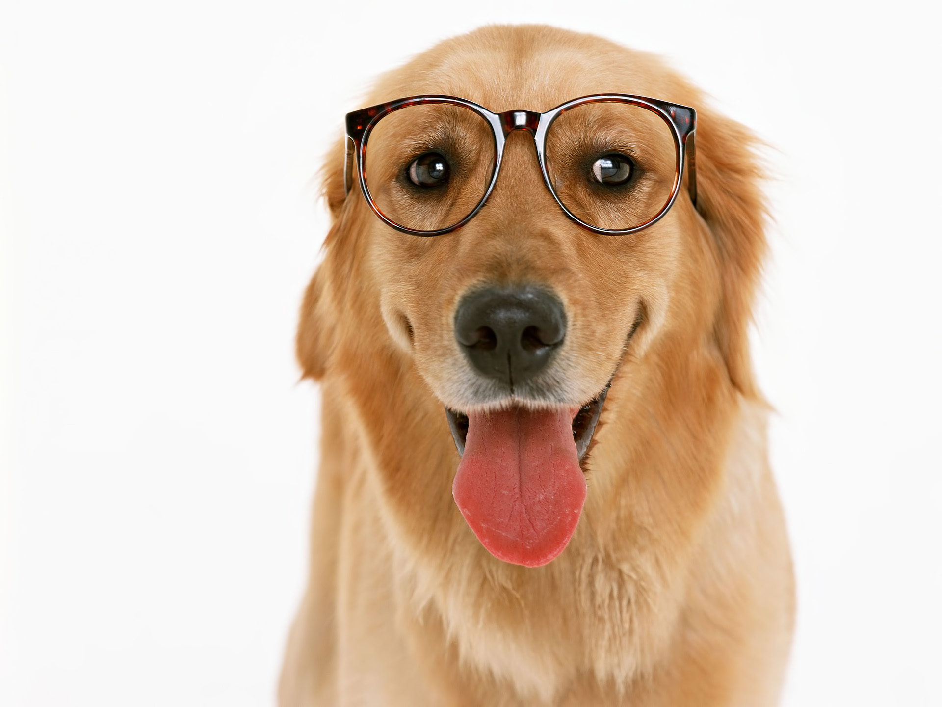 Download full size bespectacled Dogs wallpaper / 1920x1440