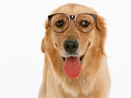 Download bespectacled / Dogs