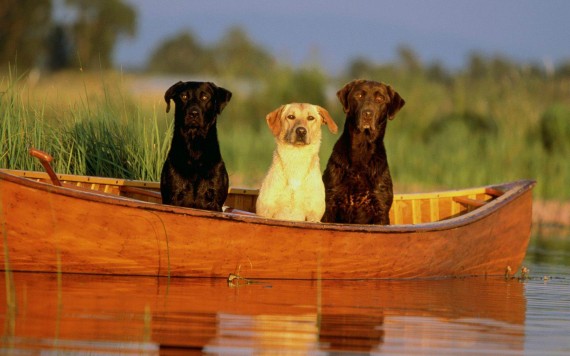Free Send to Mobile Phone Rollin' on a river Dogs wallpaper num.275