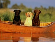 Rollin' on a river / Dogs